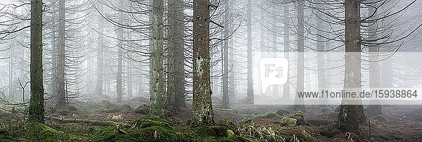 Panorama  Fichtenwald  dichter Nebel  Nationalpark Harz  bei Braunlage  Niedersachsen  Deutschland  Europa