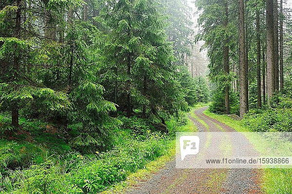 Forstweg durch nebligen Fichtenwald  bei Braunlage  Nationalpark Harz  Niedersachsen  Deutschland  Europa