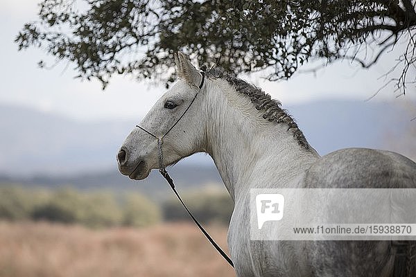 Andalusier Pferd  Schimmel  Wallach  Tierportrait seitlich  Andalusien  Spanien  Europa
