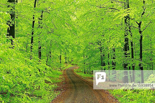 Forstweg durch naturnahen Buchenwald im Frühling,  frisches Grün,  Steigerwald,  Unterfranken,  Bayern,  Deutschland,  Europa