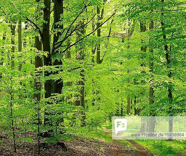 Wanderweg durch naturnahen sonnigen Buchenwald im Frühling,  frisches Grün,  große alte Buchen,  Steigerwald,  Unterfranken,  Bayern,  Deutschland,  Europa