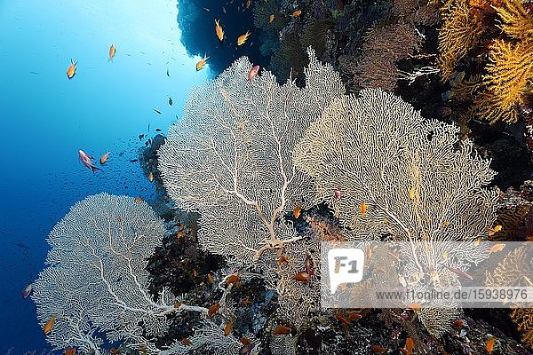 Gorgonienfächer (Annella mollis) an Korallenriff-Steilwand  Halbinsel Sinai  Ägypten  Rotes Meer  Afrika
