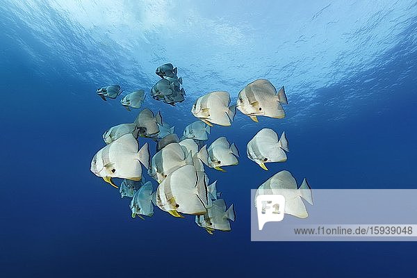 Schwarm Langflossen-Fledermausfisch (Platax teira)  Rotes Meer  Sharm el Sheikh  Halbinsel Sinai  Ägypten  Afrika