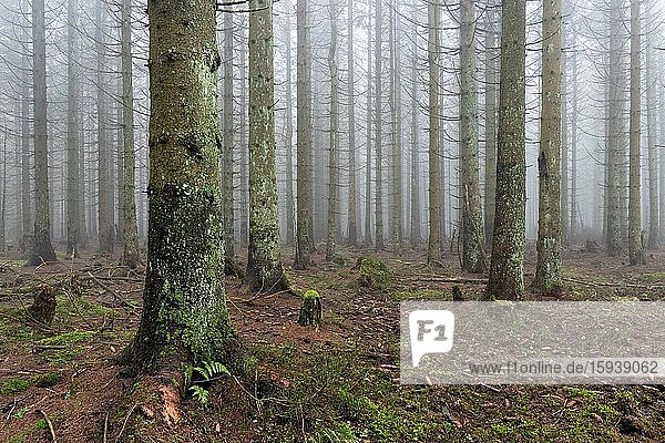 Panorama  Fichtenwald  dichter Nebel  Nationalpark Harz  bei Braunlage  Niedersachsen  Deutschland  Europa