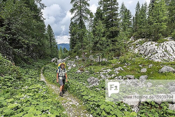 Hiker on a hiking trail through the forest  ascent to the Simonyhütte from Hallstatt  Salzkammergut  Upper Austria  Austria  Europe
