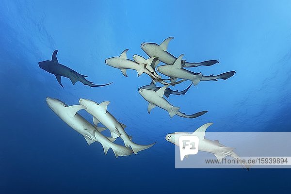 Schwarm Indopazifische Ammenhaie (Nebrius ferrugineus)  Weibchen und Männchen  von unten  zehn  Indischer Ozean  Malediven  Asien
