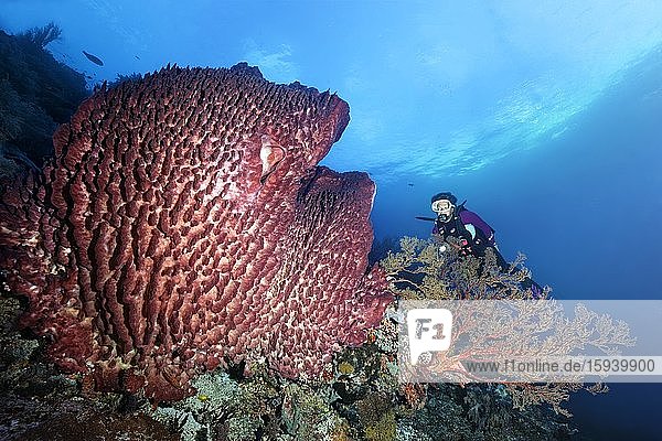 Taucher hinter Melithaea Gorgonie (Melithaea sp.) betrachtet Großer Vasenschwamm (Xestospongia testudinaria)  Pazifik  Sulusee  Tubbataha Reef National Marine Park  Provinz Palawan  Philippinen  Asien