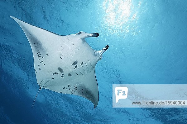 Reef manta ray (Manta alfredi) from below  swimming just below the sea surface  back light  sun  Indian Ocean  Maldives  Asia