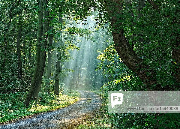 Wanderweg durch lichtdurchfluteten Wald  Sonne strahlt durch Morgennebel  Laubwald  Ziegelrodaer Forst  bei Allstedt  Mansfeld-Südharz  Sachsen-Anhalt  Deutschland  Europa
