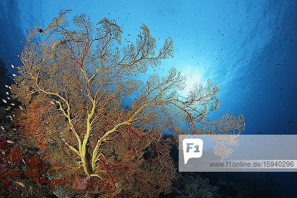 Korallenriff mit große Melthaea Gorgonie (Melithaea sp.)  Gegenlicht  Pazifik  Sulusee  Tubbataha Reef National Marine Park  Provinz Palawan  Philippinen  Asien
