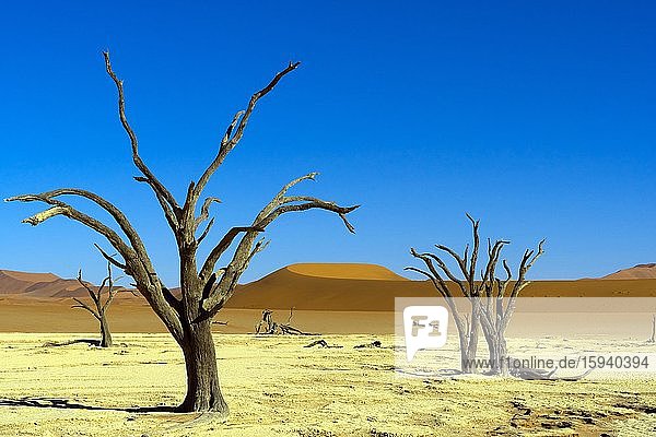 Dead Vlei mit Bäumen und Düne  Namibia  Afrika