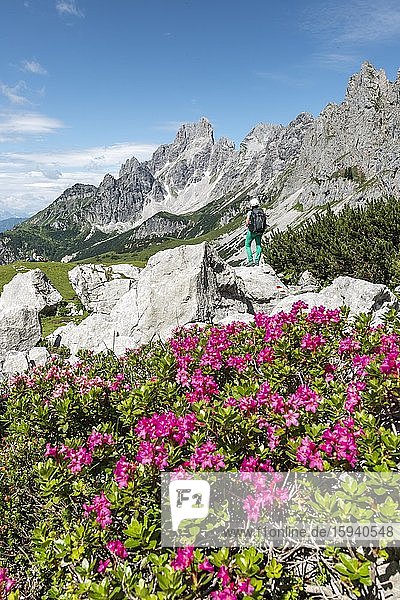 Wanderin auf markiertem Wanderweg von der Adamekhütte zur Hofpürglhütte  Alpenrose oder Almrosen  Bergkamm mit Berggipfel Große Bischofsmütze  Salzkammergut  Oberösterreich  Österreich  Europa