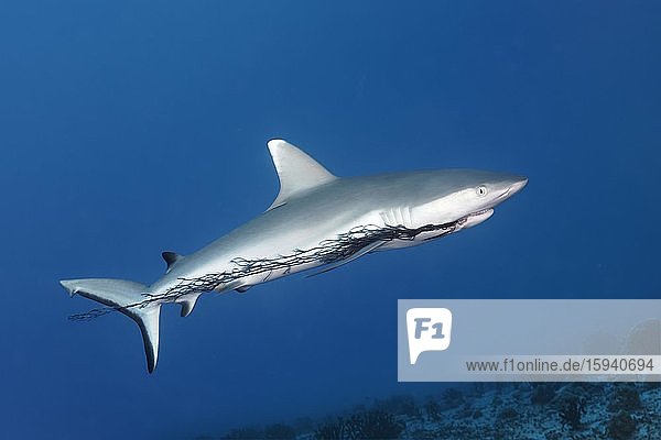 Grauer Riffhai (Carcharhinus amblyrhynchos) mit Verletzung am Maul durch Kunststoff-Fischernetz  Plastik  offenes Meer  Indischer Ozean  Malediven  Asien