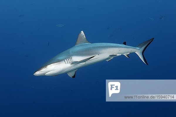 Grey reef shark (Carcharhinus amblyrhynchos)  open sea  Indian Ocean  Maldives  Asia