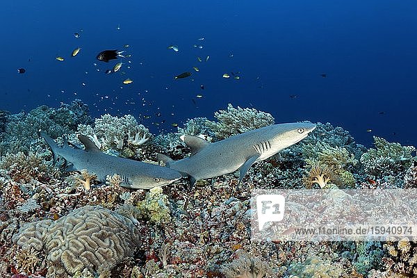 Weißspitzen-Riffhaie (Triaenodon obesus)  zwei  startet über Geröll von abgestorbenen Korallen  Pazifik  Sulusee  Tubbataha Reef National Marine Park  Provinz Palawan  Philippinen  Asien