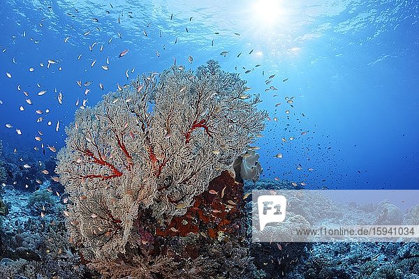 Korallenblock mit großer Melithaea Gorgonien (Melithaea sp.)  Sonnenlicht  Pazifik  Sulusee  Tubbataha Reef National Marine Park  Provinz Palawan  Philippinen  Asien