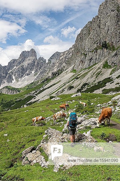 Wanderein auf Wanderweg von der Adamekhütte zur Hofpürglhütte  Kühe auf Almwiese  Ausblick auf Bergkamm mit Berggipfel Große Bischofsmütze  Salzkammergut  Oberösterreich  Österreich  Europa