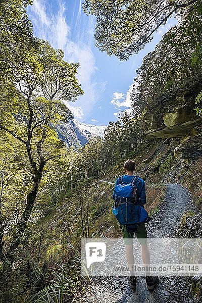 Hiker on trail to Rob Roy Glacier  Mount Aspiring National Park  Otago  South Island  New Zealand  Oceania