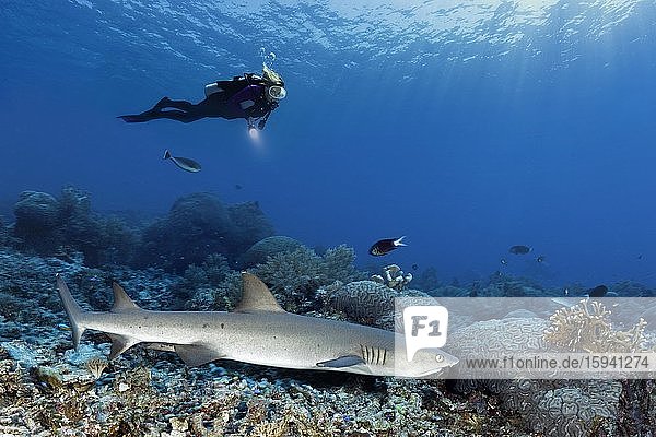 Diver observes Whitetip reef shark (Triaenodon obesus) at the coral reef  Pacific Ocean  Sulu Lake  Tubbataha Reef National Marine Park  Palawan Province  Philippines  Asia
