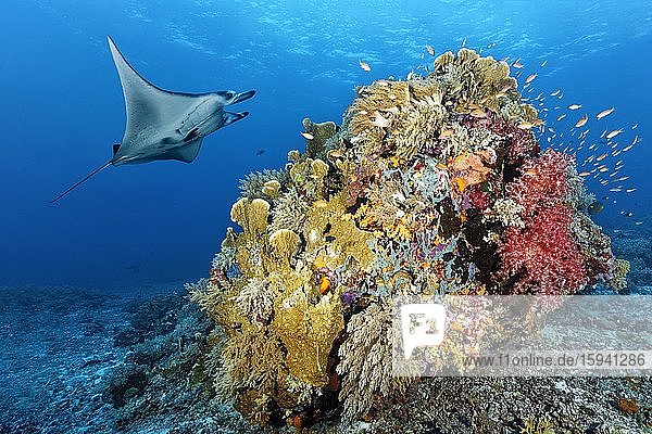 Riffmanta (Manta alfredi)  schwimmt über Korallenriff  Korallenblock  mit Weichkorallen (Alcyonacea)  Steinkorallen (Scleractinia) und Schwämme (Porifera)  Pazifik  Sulusee  Tubbataha Reef National Marine Park  Provinz Palawan  Philippinen  Asien