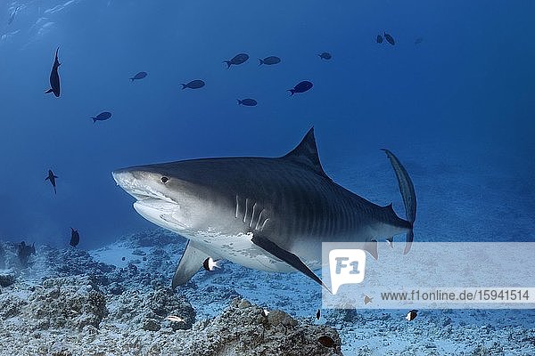Tiger Shark (Galeocerdo cuvier)  Indian Ocean  Fuvahmulah  Maldives  Asia