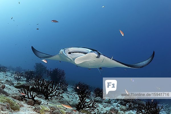 Reef manta ray (Manta alfredi) swims over coral reef Indian Ocean  Maldives  Asia