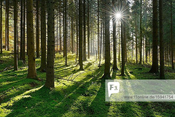 Lichtdurchfluteter Fichtenwald  Sonne strahlt durch Morgendunst  Waldboden  Schwäbische Alb  Baden-Württemberg  Deutschland  Europa