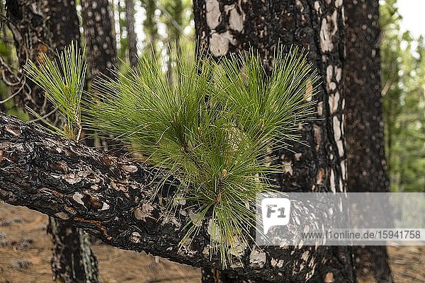 Junger Austrieb einer Kanarischen Kiefern (Pinus canariensis) nach Waldbrand  La Palma  Kanaren  Spanien  Europa