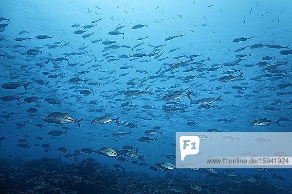 Spread out shoal Bigeye trevallys (Caranx sexfasciatus) swims over coral reef in blue water  Indian Ocean  Maldives  Asia