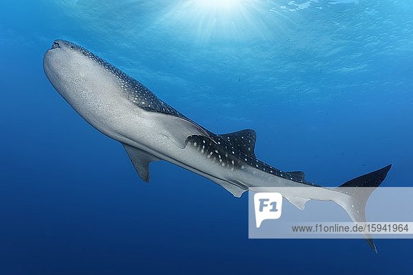 Whale shark (Rhincodon typus) from below  in blue water  Pacific Ocean  Sulu Lake  Tubbataha Reef National Marine Park  Palawan Province  Philippines  Asia