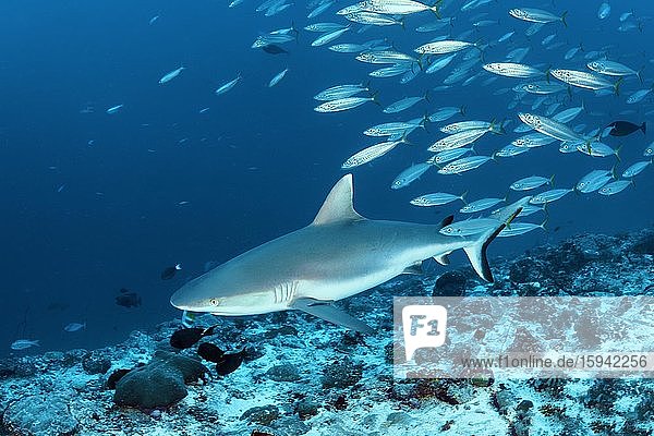 Grey reef shark (Carcharhinus amblyrhynchos)  followed by swarm yellowtail scads (Atule mate)  Indian Ocean  Maldives  Asia