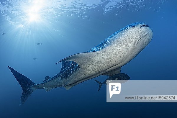 Whale shark (Rhincodon typus) swimming against the light  Great Barrier Reef  Unesco World Heritage  Pacific  Australia  Oceania