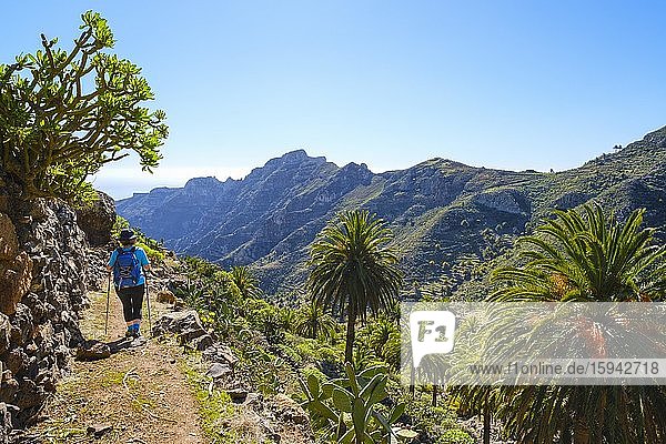 Woman hiking on hiking trail  Barranco de Juan de Vera  near San Sebastian  La Gomera  Canary Islands  Spain  Europe