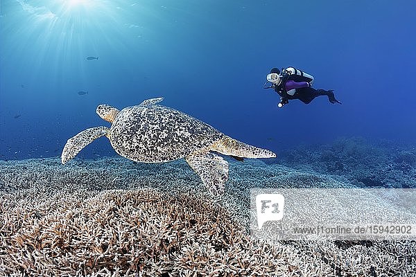 Taucher beobachtet Grüne Meeresschildkröte (Chelonia mydas) auf Riffdach Acropora Steinkoralle (Acropora spinosa) Pazifik  Sulusee  Tubbataha Reef National Marine Park  Provinz Palawan  Philippinen  Asien