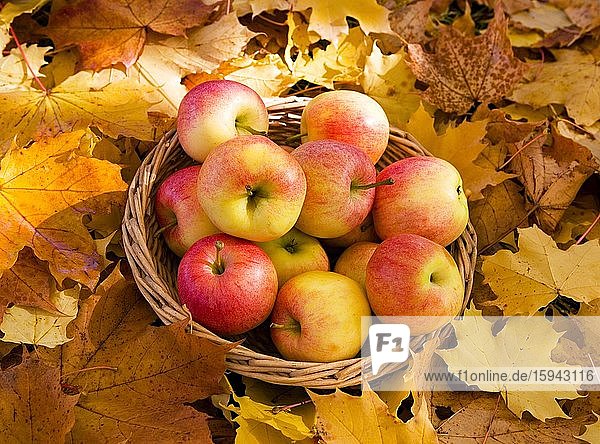 Basket with apples stands on autumnally discoloured maple leaves  Austria  Europe
