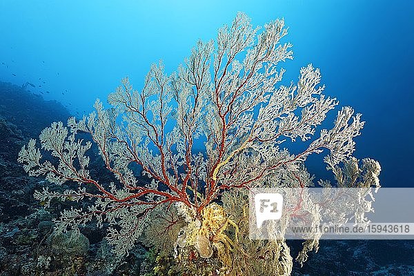 Große Melithaea Gorgonie (Melithaea sp.) Großes Barriereriff  Unesco Weltnatuerbe  Pazifik  Australien  Ozeanien
