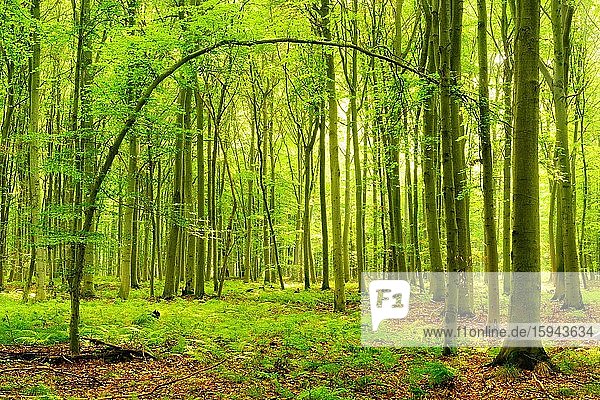 Sonniger Buchenwald  gebogener Baumstamm bildet ein Tor  Farn bedeckt den Waldboden  bei Naumburg  Burgenlandkreis  Sachsen-Anhalt  Deutschland  Europa