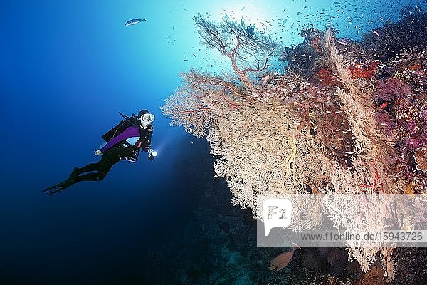 Taucher betrachtet große Melithaea Gorgonie (Melithaea sp.)  Gegenlicht  Pazifik  Sulusee  Tubbataha Reef National Marine Park  Provinz Palawan  Philippinen  Asien