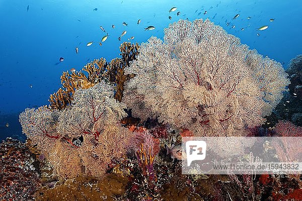 Schwarzbinden-Soldatenfisch (Myripristis adusta)  Gorgonien (Melithaea sp.)  oben Millepora Feuerkoralle gelb (Millepora dichotoma)  Pazifik  Sulusee  Tubbataha Reef National Marine Park  Provinz Palawan  Philippinen  Asien