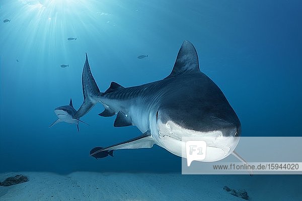 Tiger Shark (Galeocerdo cuvier)  Fuvahmulah Island  Gnaviyani or Nyaviyani Atoll  Maldives  Asia