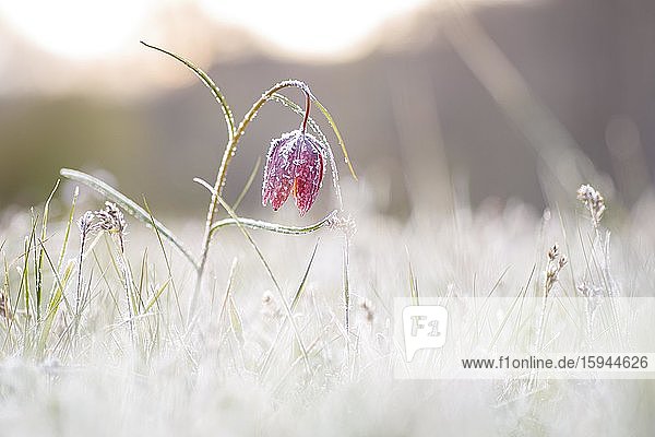 Schachblume (Fritillaria meleagris)  Frost  Sinntal  Hessen  Deutschland  Europa