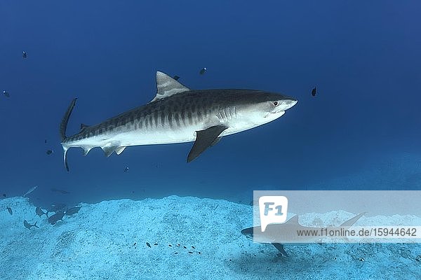 Tiger Shark (Galeocerdo cuvier)  two  Fuvahmulah Island  Gnaviyani or Nyaviyani Atoll  Maldives  Asia