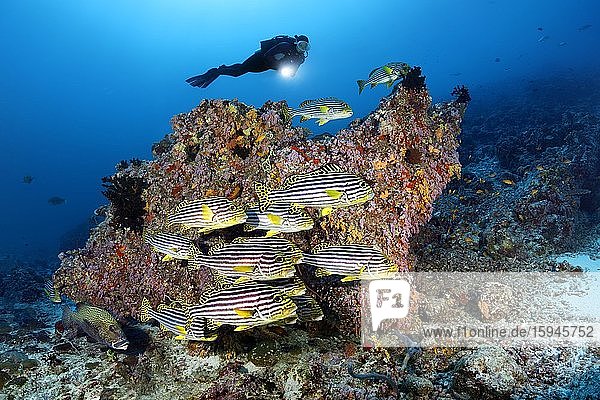 Taucher beobachtet Schwarm Orientalische Süßlippen (Plectorhinchus vittatus)  schwimmt vor Korallenblock  Indischer Ozean  Malediven  Asien