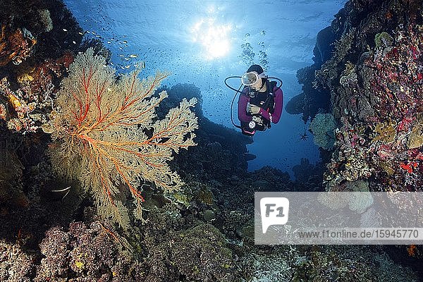 Diver in reef breakthrough viewing large Melithaea gorgonians (Melithaea sp.)  sunlight  Pacific  Sulu Sea  Tubbataha Reef National Marine Park  Palawan Province  Philippines  Asia