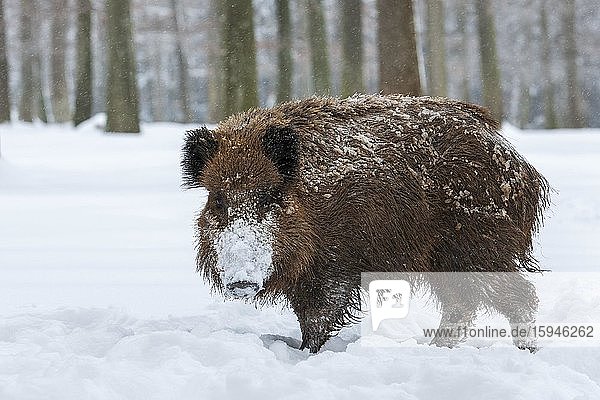 Wild boar (Sus scrofa) in the snow at the edge of the forest  Baden-Württemberg  Germany  Europe