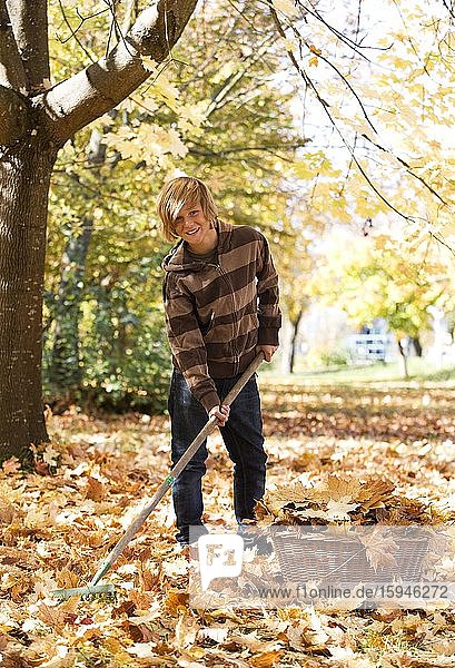 Boy collects autumn leaves with a rake  Upper Austria  Austria  Europe