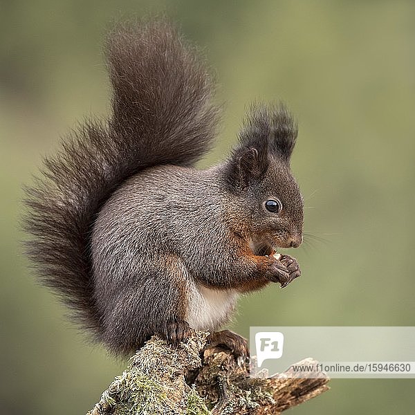 Eichhörnchen (Sciurus vulgaris) sitzt auf bemoostem Totholz und knabbert an Nuss  Tirol  Österreich  Europa