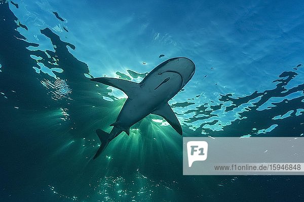 Kleiner Schwarzspitzenhai (Carcharhinus limbatus)  unter der Wasseroberfläche  Sonnenlicht  Atlantik  Karibik  Bahamas  Mittelamerika