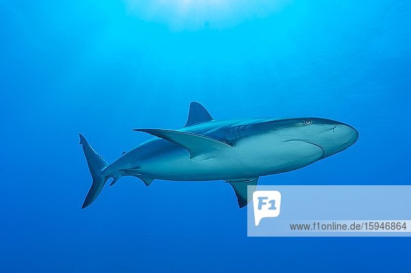 Kleiner Schwarzspitzenhai (Carcharhinus limbatus)  Blauwasser  Atlantik  Karibik  Bahamas  Mittelamerika