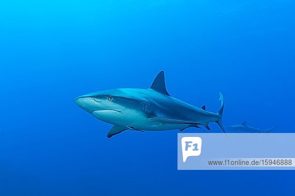 Blacktip shark (Carcharhinus limbatus)  blue water  Atlantic Ocean  Caribbean  Bahamas  Central America